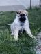 German Shepherd Puppies for sale in Brooklyn, OH, USA. price: $1,000