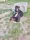 German Shepherd Puppies for sale in Milford, MA, USA. price: NA