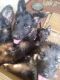 German Shepherd Puppies for sale in Shahdol, Madhya Pradesh, India. price: 10000 INR