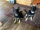 German Shepherd Puppies for sale in Georgetown, GA 39854, USA. price: NA