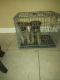 German Shepherd Puppies for sale in Indio, CA, USA. price: $250