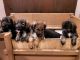 German Shepherd Puppies for sale in Manassas, VA 20112, USA. price: $500
