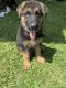 German Shepherd Puppies for sale in Huffman, TX 77336, USA. price: NA