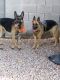 German Shepherd Puppies for sale in Mesa, AZ, USA. price: $300