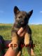 German Shepherd Puppies for sale in Brodhead, KY, USA. price: NA