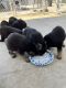 German Shepherd Puppies for sale in Brentwood, CA 94513, USA. price: $2,000