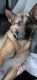 German Shepherd Puppies for sale in Winston-Salem, NC, USA. price: $1,200