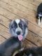 German Shepherd Puppies for sale in Morven, NC 28119, USA. price: NA