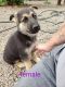 German Shepherd Puppies for sale in Central Point, OR, USA. price: $350
