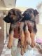 German Shepherd Puppies for sale in Qutub Vihar, Delhi, India. price: 5000 INR