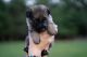 German Shepherd Puppies for sale in Cleveland, NC 27013, USA. price: $1,200