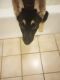 German Shepherd Puppies for sale in Canyon Lake, TX 78133, USA. price: NA