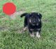 German Shepherd Puppies for sale in Bolivar, MO 65613, USA. price: $1,000