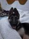 German Shepherd Puppies for sale in Sparks, NV, USA. price: $700