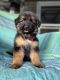 German Shepherd Puppies for sale in Fort White, FL 32038, USA. price: NA