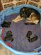 German Shepherd Puppies for sale in Onalaska, WI 54650, USA. price: $1,000