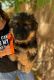 German Shepherd Puppies for sale in Glendale, AZ, USA. price: NA