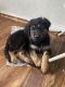 German Shepherd Puppies for sale in Underwood, IN 47177, USA. price: NA