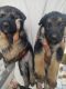 German Shepherd Puppies for sale in Kukatpally, Hyderabad, Telangana, India. price: 17000 INR