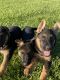 German Shepherd Puppies for sale in Huffman, TX 77336, USA. price: NA