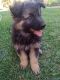 German Shepherd Puppies for sale in Moreno Valley, CA, USA. price: $600