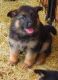 German Shepherd Puppies for sale in Balch Springs, TX, USA. price: NA