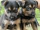 German Shepherd Puppies for sale in Milledgeville, GA, USA. price: NA