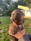 German Shepherd Puppies for sale in Maryville, MO 64468, USA. price: NA