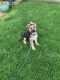 German Shepherd Puppies for sale in Newberg, OR 97132, USA. price: NA