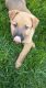 German Shepherd Puppies for sale in Toledo, OH 43604, USA. price: $250