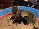 German Shepherd Puppies for sale in Waterbury, CT, USA. price: $2,000