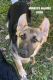 German Shepherd Puppies for sale in Wilton, WI 54670, USA. price: NA