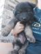 German Shepherd Puppies for sale in Oklahoma City, OK 73162, USA. price: $1,400