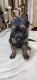 German Shepherd Puppies for sale in Meerut, Uttar Pradesh, India. price: 22000 INR