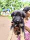 German Shepherd Puppies for sale in Vellimon, Kerala, India. price: 9000 INR