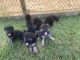 German Shepherd Puppies for sale in Warren, RI 02885, USA. price: $1,000