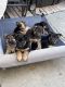 German Shepherd Puppies for sale in San Jose, CA, USA. price: NA