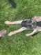 German Shepherd Puppies for sale in Utica, MI 48316, USA. price: NA