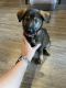 German Shepherd Puppies for sale in Plano, TX, USA. price: $1,000