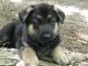German Shepherd Puppies for sale in Philadelphia, PA, USA. price: $700