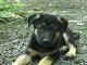German Shepherd Puppies for sale in Philadelphia, PA, USA. price: $500
