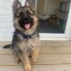 German Shepherd Puppies for sale in TX-121, Lewisville, TX, USA. price: NA