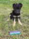 German Shepherd Puppies for sale in 345 Elk Ave, Oxford, WI 53952, USA. price: $800
