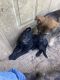 German Shepherd Puppies for sale in Capitol Heights, MD 20743, USA. price: NA