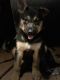German Shepherd Puppies for sale in Milledgeville, GA, USA. price: $435