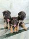 German Shepherd Puppies for sale in Varanasi, Uttar Pradesh, India. price: NA