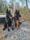 German Shepherd Puppies for sale in Tamaqua, PA, USA. price: $2,500