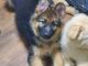 German Shepherd Puppies for sale in Temple, TX, USA. price: $700