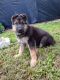 German Shepherd Puppies for sale in Auburndale, FL, USA. price: $775