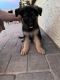 German Shepherd Puppies for sale in Maricopa, AZ, USA. price: $500